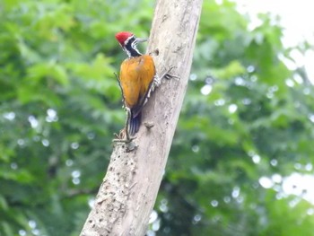 Buff-spotted Flameback タイ Mon, 6/11/2018