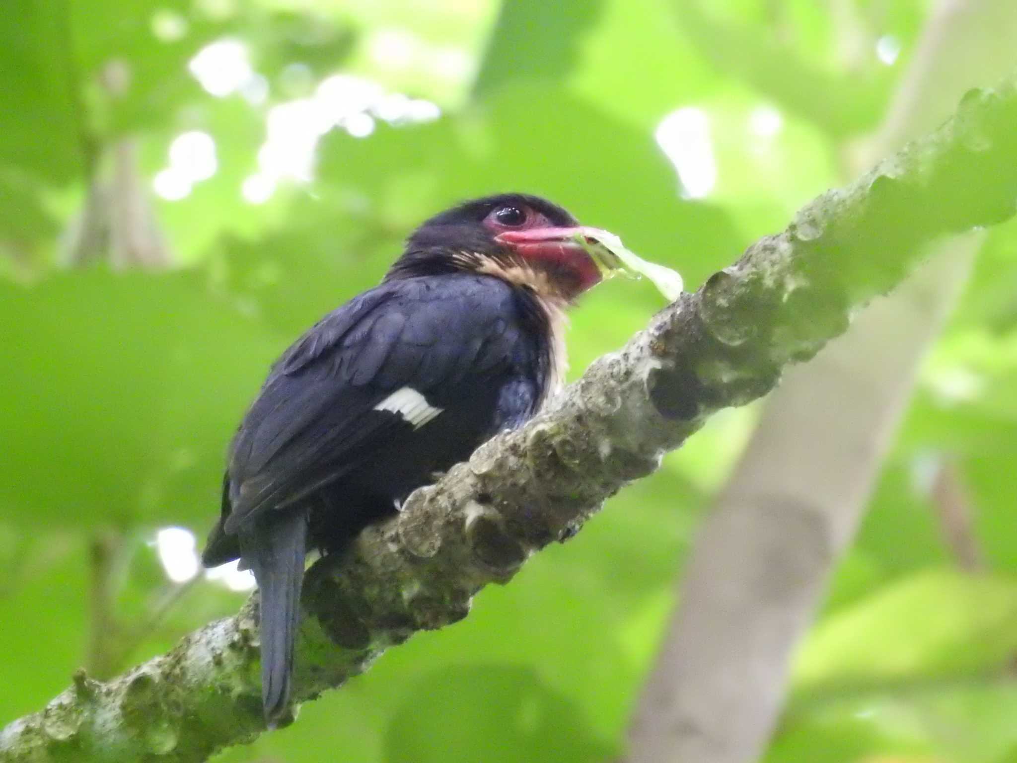 Photo of Dusky Broadbill at タイ by でみこ