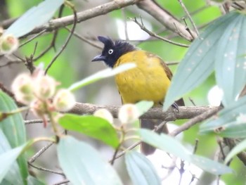 Black-crested Bulbul タイ Wed, 6/13/2018