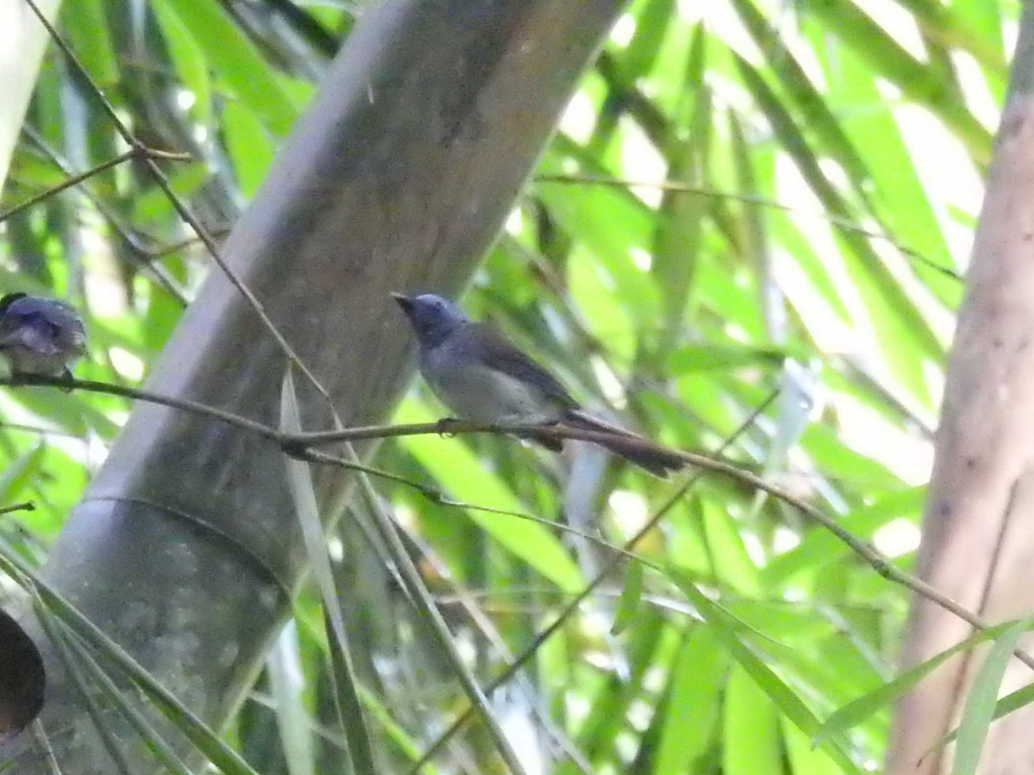 Black-naped Monarch