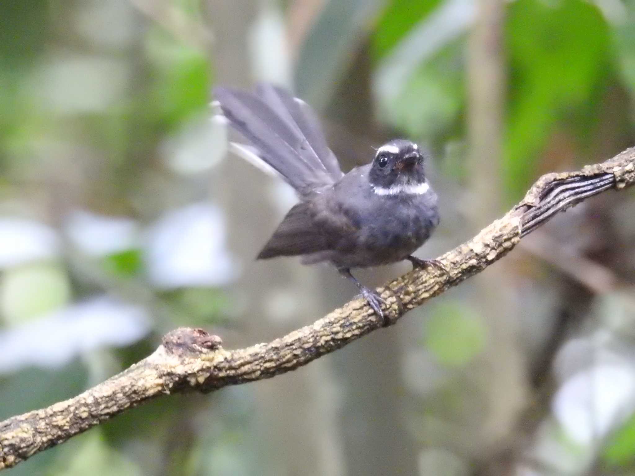 White-throated Fantail