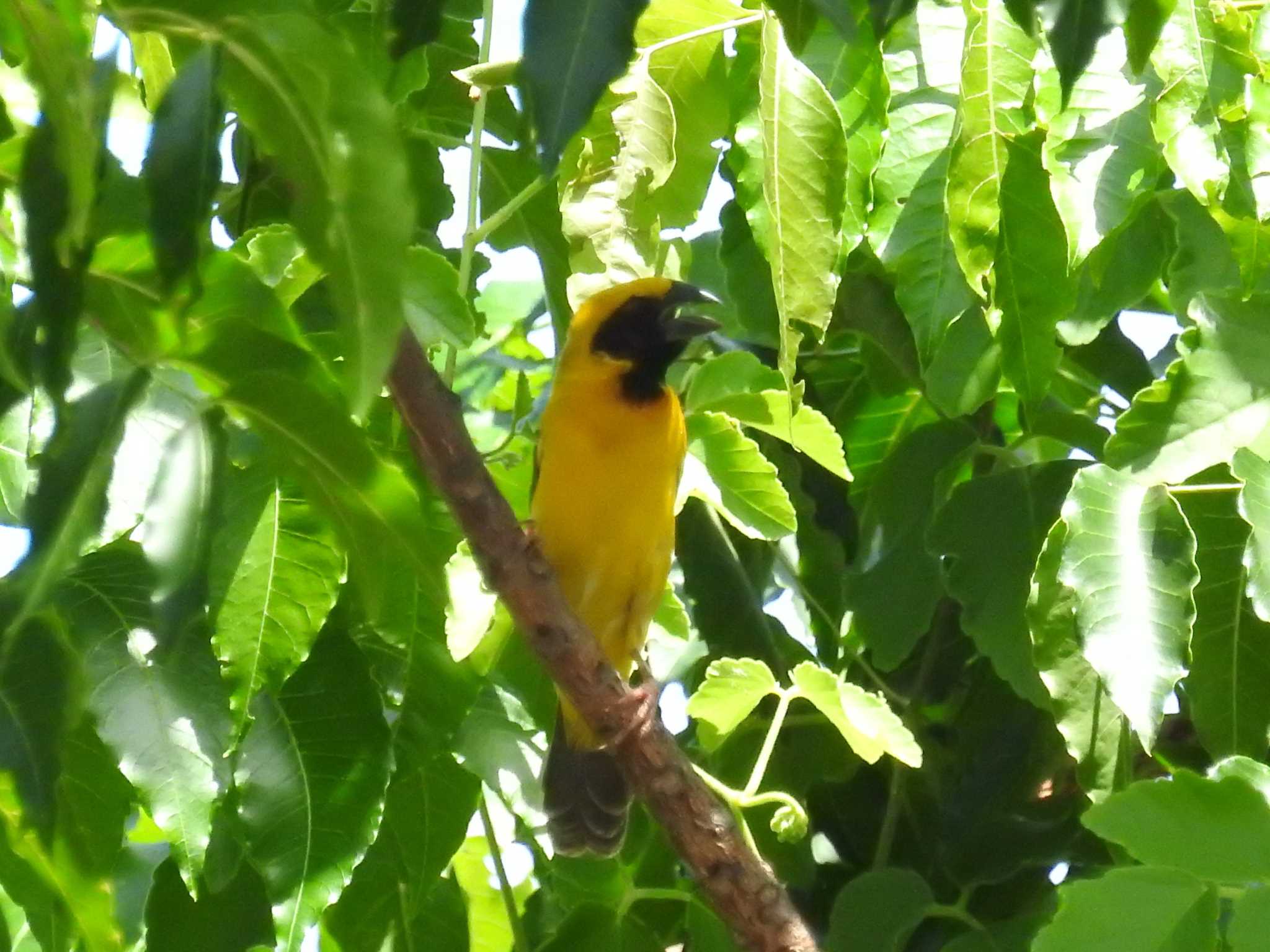 Photo of Asian Golden Weaver at タイ by でみこ