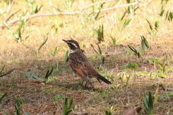 2019年3月2日(土) 国営ひたち海浜公園の野鳥観察記録