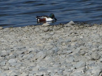 2019年3月2日(土) 多摩川二ヶ領宿河原堰の野鳥観察記録