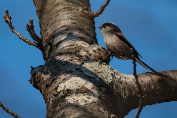 Long-tailed Tit 馬見丘陵公園 Sat, 3/2/2019