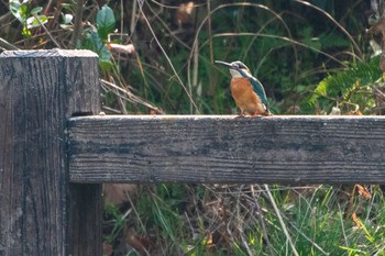 Common Kingfisher 馬見丘陵公園 Sat, 3/2/2019