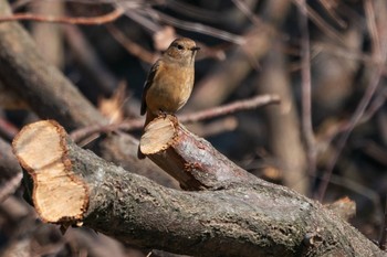 ジョウビタキ 馬見丘陵公園 2019年3月2日(土)