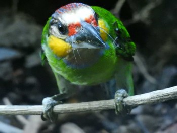 Golden-whiskered Barbet