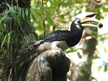 2019年2月25日(月) タイ南部の野鳥観察記録