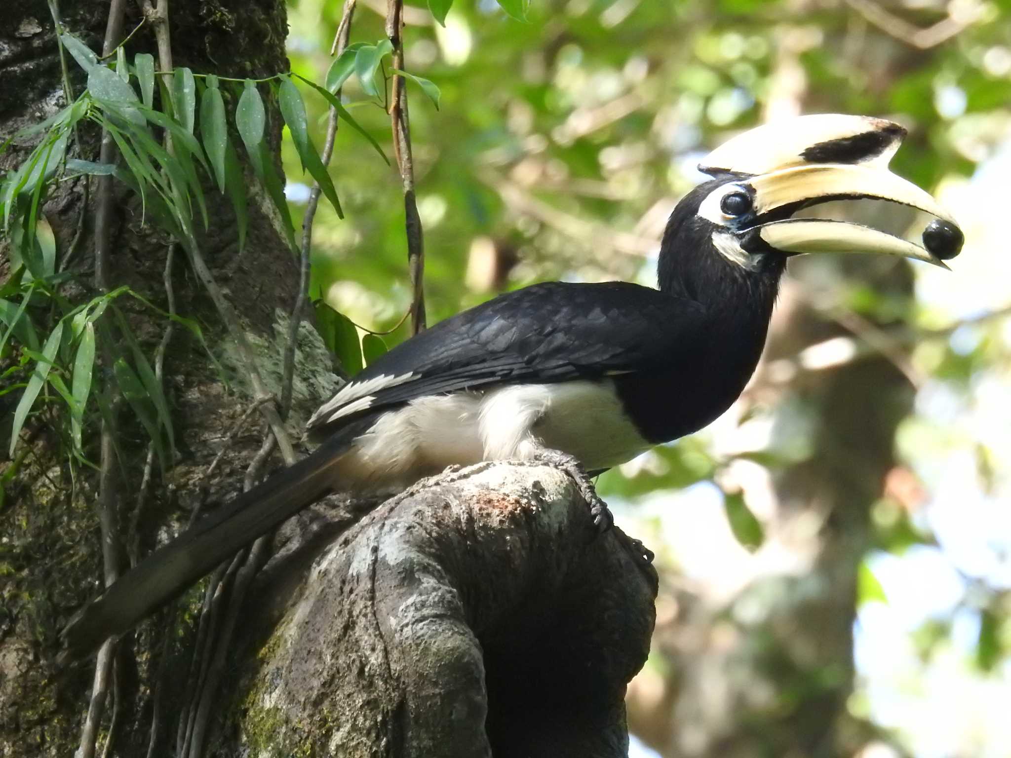 Oriental Pied Hornbill