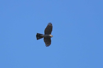 Eurasian Goshawk 定光寺 Sat, 3/2/2019