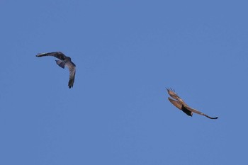 Eurasian Goshawk 定光寺 Sat, 3/2/2019