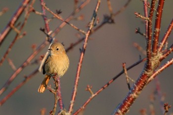 Daurian Redstart 定光寺 Sat, 3/2/2019