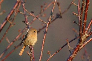 Daurian Redstart 定光寺 Sat, 3/2/2019