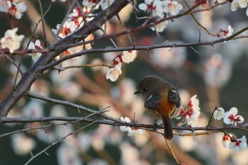 Daurian Redstart 定光寺 Sat, 3/2/2019