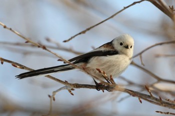 Long-tailed tit(japonicus) 札幌市 Sun, 3/3/2019