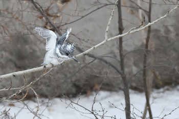 Crested Kingfisher 札幌市 Sun, 3/3/2019