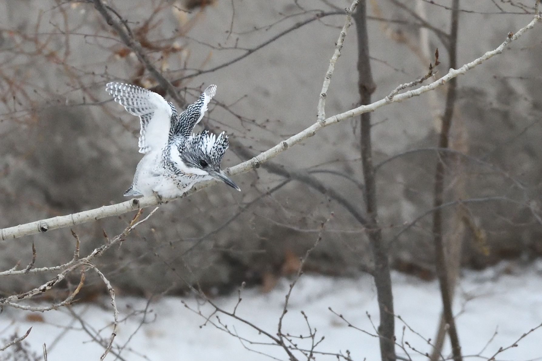 Photo of Crested Kingfisher at 札幌市 by mike2475