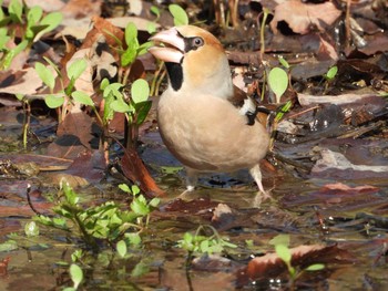 Sat, 3/2/2019 Birding report at 神戸市