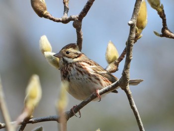 Rustic Bunting