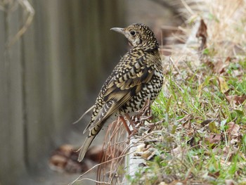 2019年3月3日(日) 三木市の野鳥観察記録