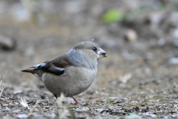 シメ 舞岡公園 2019年1月20日(日)