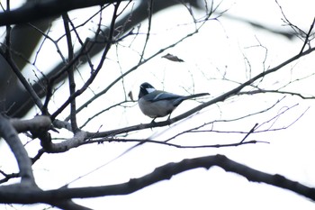 シジュウカラ 有栖川宮記念公園 2019年3月2日(土)