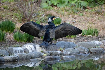 カワウ 有栖川宮記念公園 2019年3月2日(土)