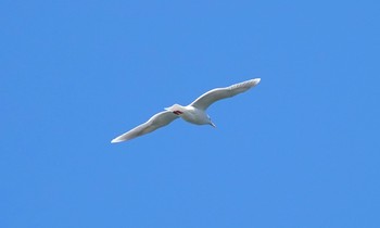 2019年3月2日(土) 銚子漁港の野鳥観察記録
