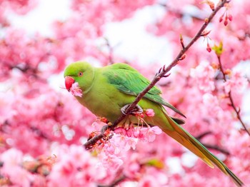 Indian Rose-necked Parakeet Yoyogi Park Wed, 2/27/2019