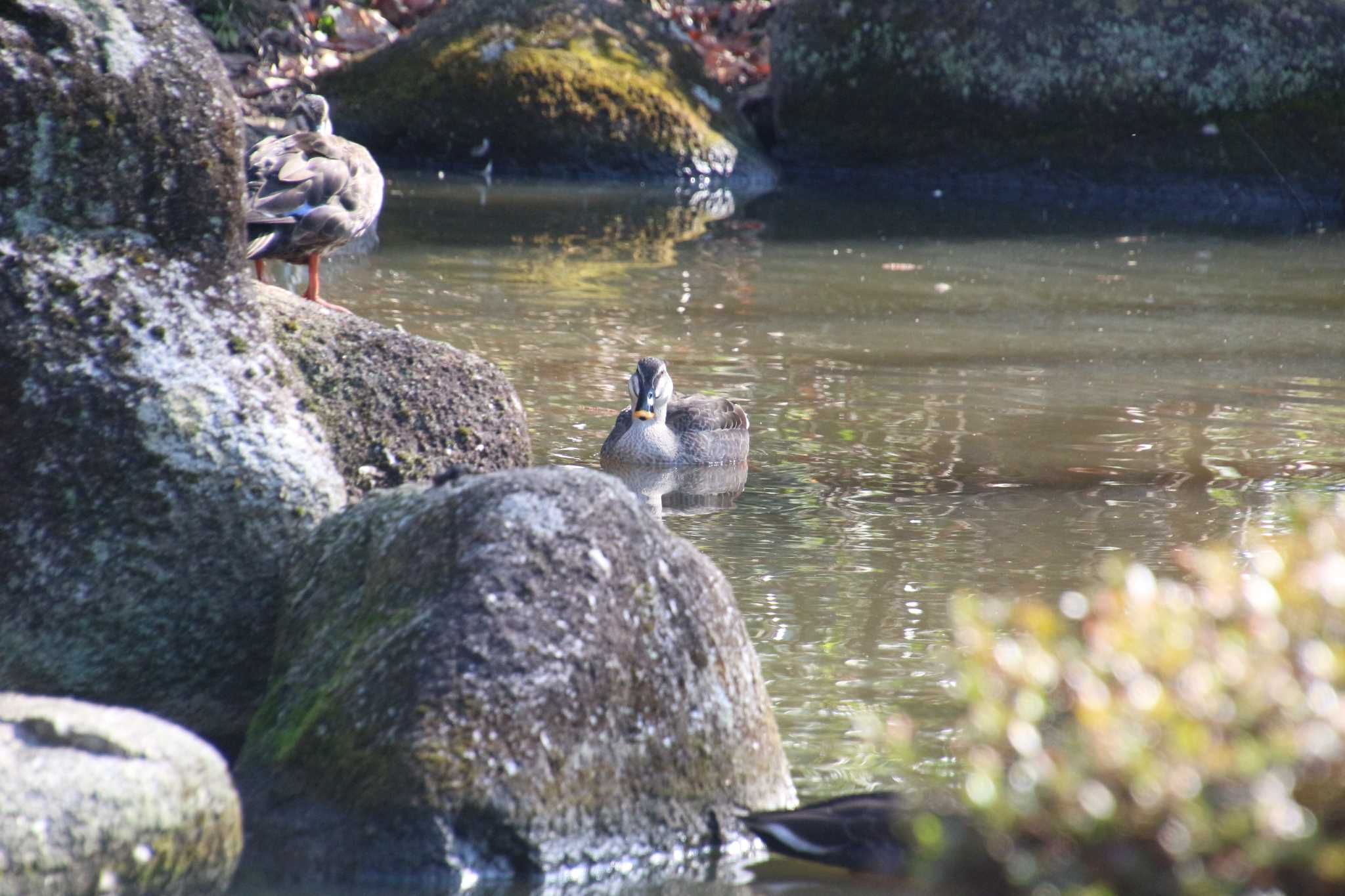 東高根森林公園 カルガモの写真 by るなりん