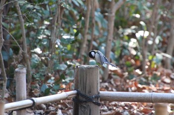 シジュウカラ 東高根森林公園 2019年3月2日(土)