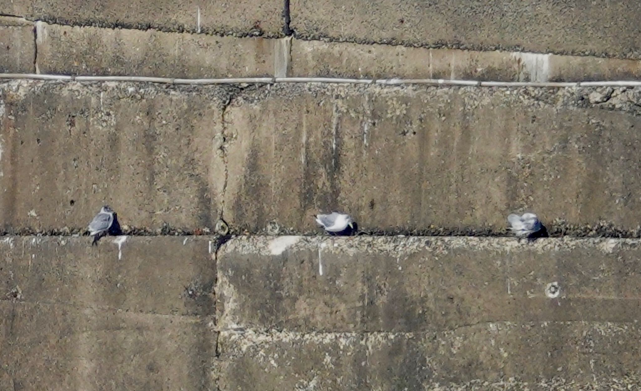 Photo of Black-legged Kittiwake at Choshi Fishing Port by のどか