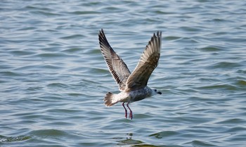 セグロカモメ 銚子漁港 2019年3月2日(土)