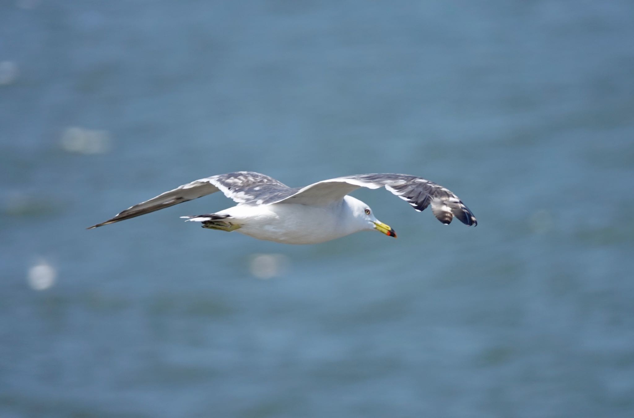 銚子漁港 ウミネコの写真 by のどか