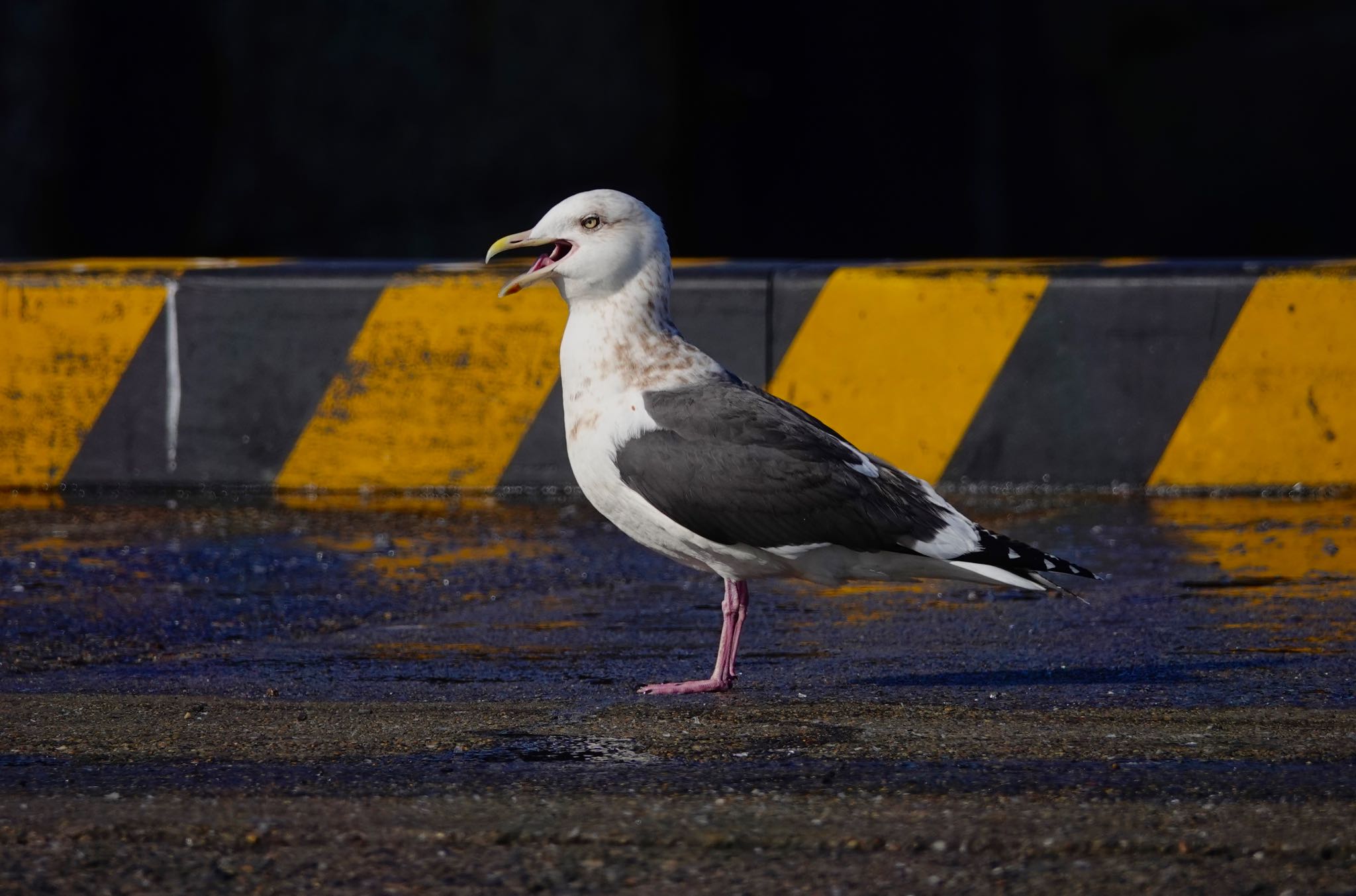 銚子漁港 オオセグロカモメの写真 by のどか