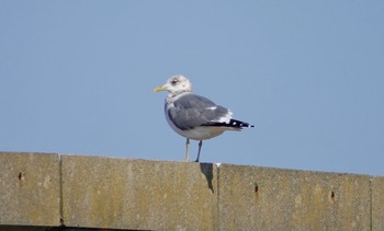 Common Gull Choshi Fishing Port Sat, 3/2/2019