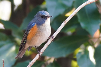 Red-flanked Bluetail 東京都多摩地域 Sat, 3/2/2019