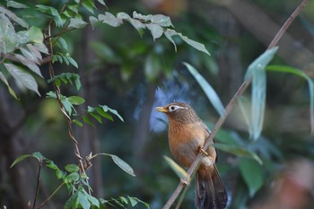 2017年11月4日(土) 狭山湖の野鳥観察記録