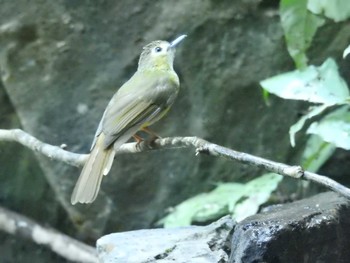 Hairy-backed Bulbul