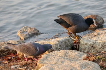 オオバン 千波湖公園 2019年3月1日(金)