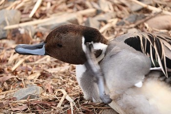 オナガガモ 千波湖公園 2019年3月1日(金)