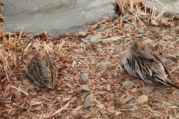 オナガガモ 千波湖公園 2019年3月1日(金)