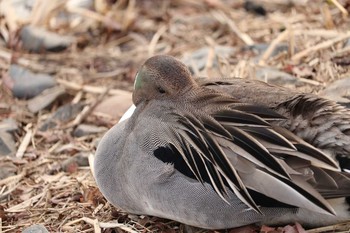 オナガガモ 千波湖公園 2019年3月1日(金)