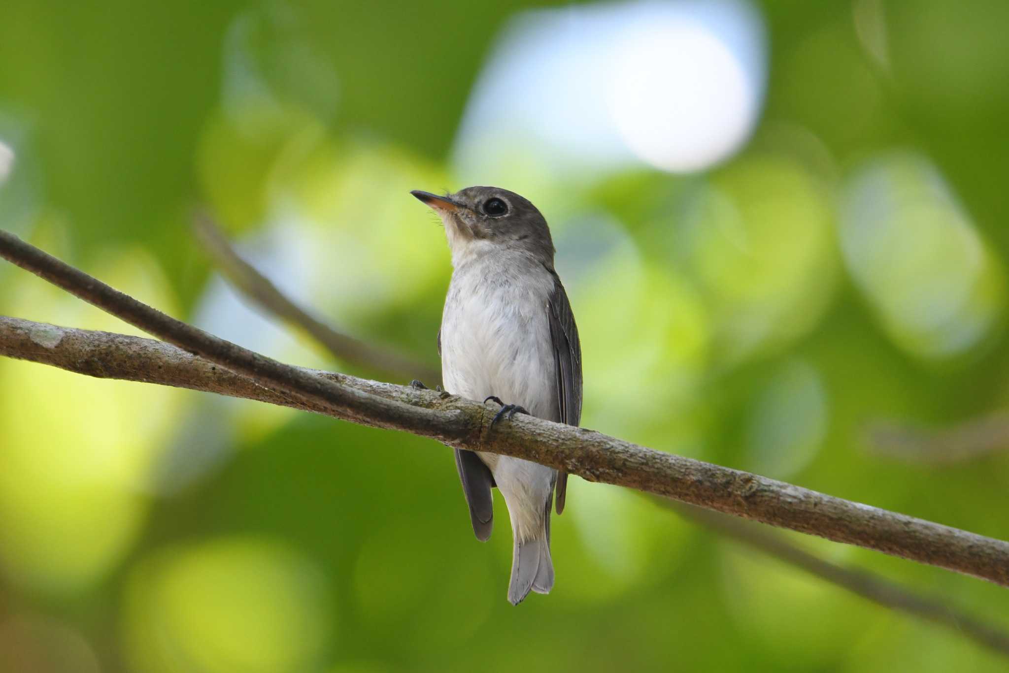 Photo of Asian Brown Flycatcher at タイ by あひる