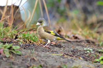 2019年3月4日(月) 佐布里池の野鳥観察記録