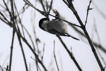 コガラ 山梨県 2019年3月4日(月)