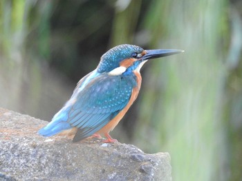 Common Kingfisher みやぞの野鳥の池 Sun, 10/16/2016