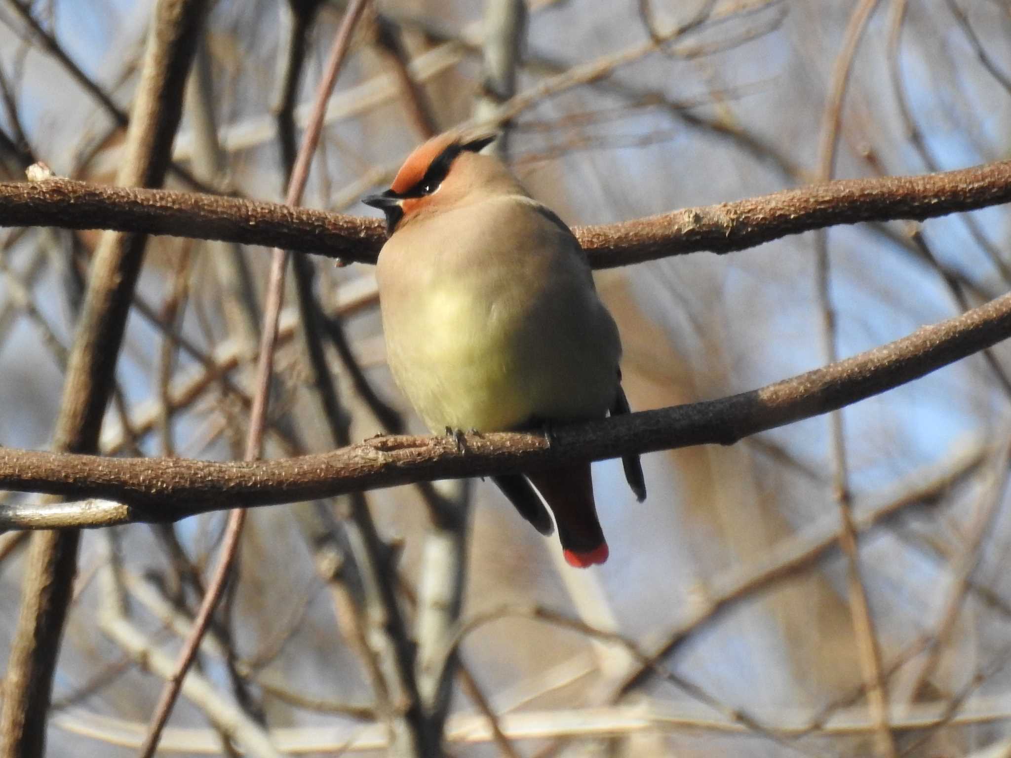 Photo of Japanese Waxwing at Akigase Park by sigsan