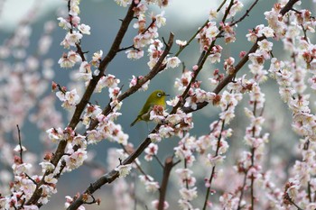 メジロ 佐布里池 2019年3月4日(月)